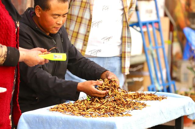 中国最大的冬虫夏草市场—西宁玖鹰虫草市场