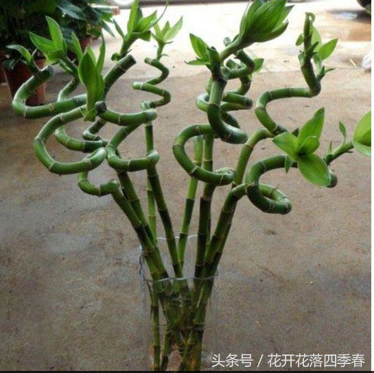 “秋老虎”过后，这“2种”花赶紧栽一盆，1个月就能“爆盆”！