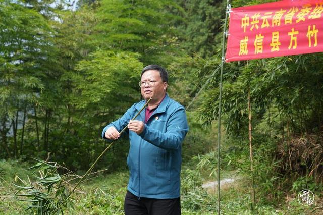 昭通威信：方竹产业绿了山头富了民