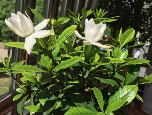 记住四个“口诀”，新手也能养好栀子花，叶子油绿，花开爆盆