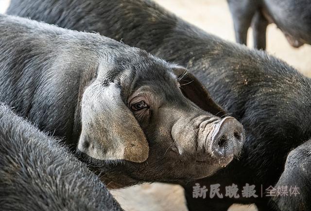 探访上海最大本土猪养殖场，崇明黑毛土猪又回来了