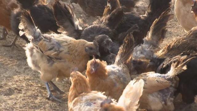 鳄鱼帮鸡、泥鳅帮黄鳝、鸡帮人，兔子帮火龙果，这些忙……帮得还好吗？