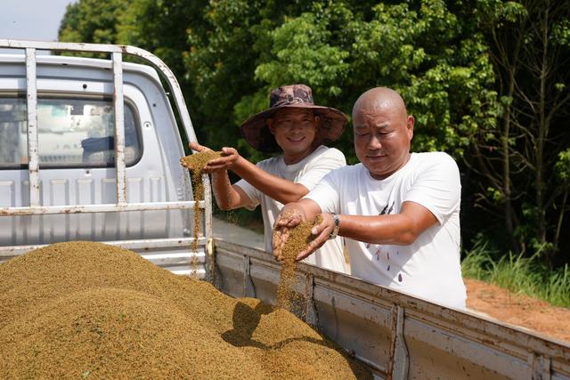 咸安双溪桥镇毛祠村：首年种植小米喜获丰收