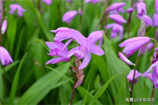 白及生态种植技术与应用，赶紧掌握起来，让它出现高产