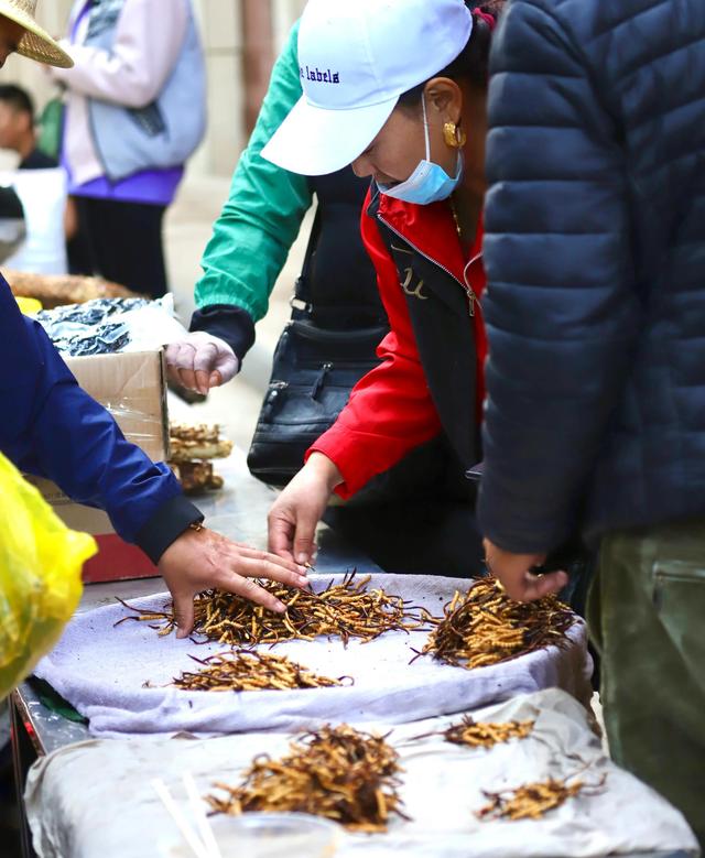 中国最大的冬虫夏草市场—西宁玖鹰虫草市场