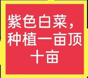 紫白菜种植技术(六元一斤的紫白菜，种一亩顶普通白菜十亩，种植需要注意什么？)