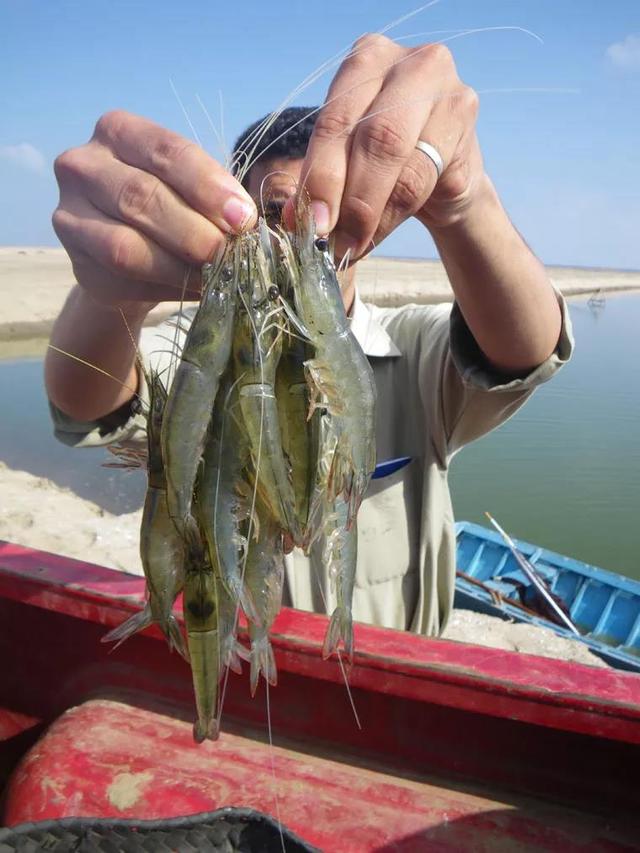 顶级富豪，竟在沙漠养这种耐高温的对虾