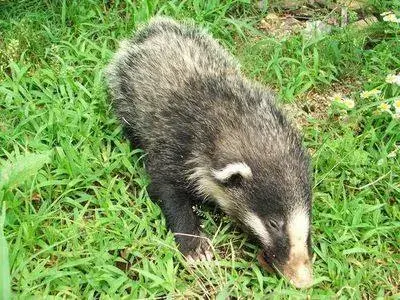 依法严惩｜2起非法捕猎野生动物案被集中宣判！