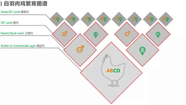 45天就能长成，白羽鸡为何被外国长期垄断？培育它竟花了百年时间