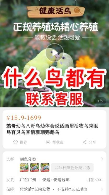 淘宝、贴吧、闲鱼成为鹩哥、灰鹦鹉等国家保护鸟类非法交易场