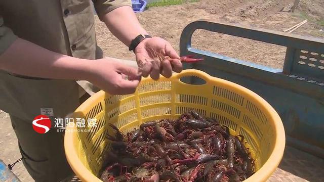 江苏省宿迁市泗阳：小龙虾大量上市基地迎来丰收季