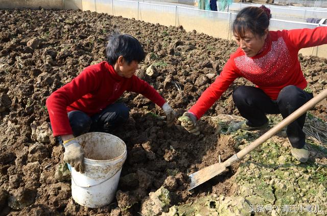 “80后”农村夫妇租地50亩养青蛙，40元1斤错峰销售一季收回成本