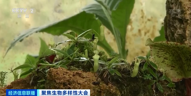 这里680多种植物都吃肉！走进昆明“扶荔宫”，带你穿越“植物王国”→