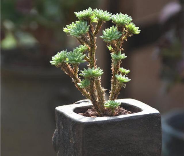 这种多肉植物，养好了也能做盆景，株形优美观赏性强