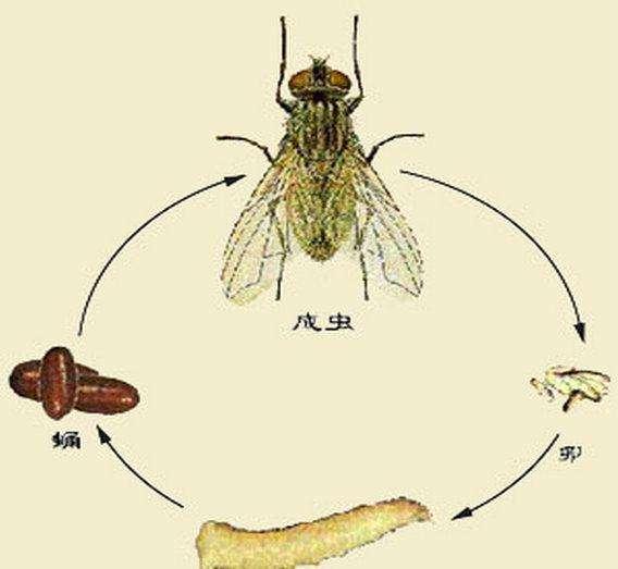 饲喂鸡鸭蝇蛆竟然好处这么多，培育教程请收好