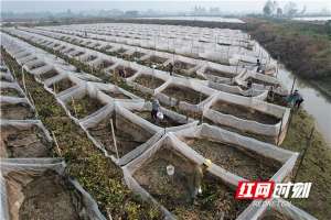 吸血虫养殖(乡村振兴1+1丨土地流转推动水蛭养殖规模化，“吸血虫”变身“吸金器”)