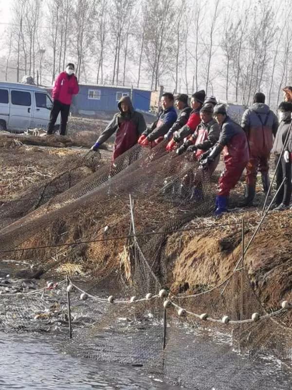 金秋捕鱼忙 沈阳辽中区淡水鱼喜丰收