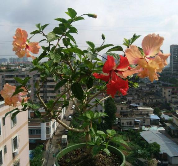 懒人植物“扶桑花”，养护有“窍门”，做好四季开花，越开越爆盆