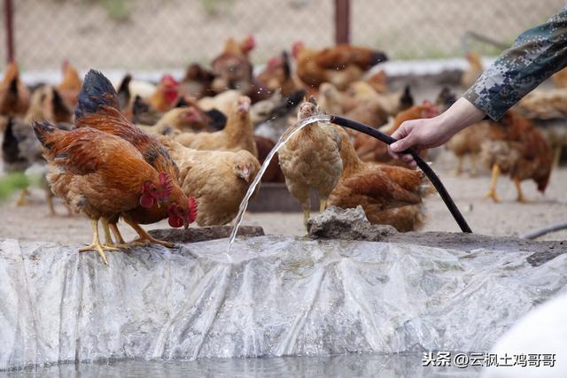 要想土鸡长得快、又想羽毛漂亮还要产蛋多，三招“土方法”搞定