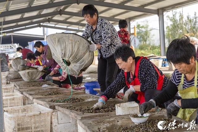 “软黄金”敲开致富门