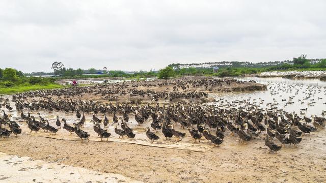 养了一年鸭子，我亏掉16万：你心目中的养殖致富，可能是一场豪赌