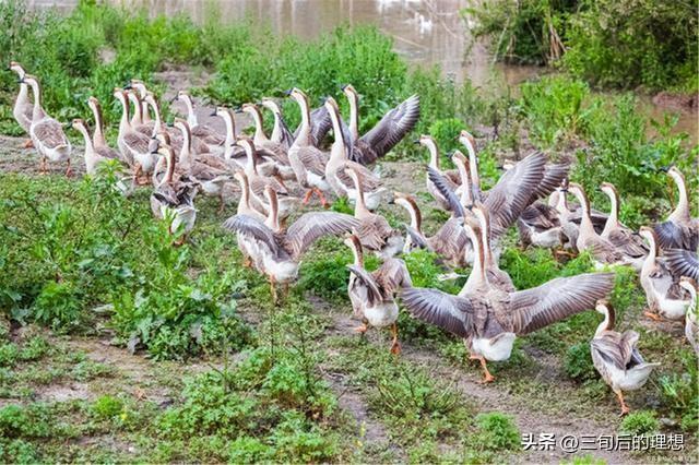 禽病防控：抓住不同类型禽病的防控重点和方法，减少家禽发病率