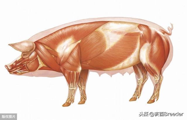 构树叶在猪、鸡养殖中的应用，长势快、肉质鲜、降成本、提收益