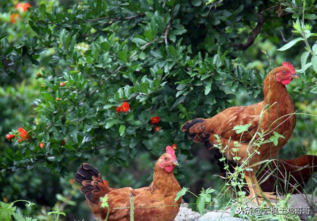 要想土鸡长得快、又想羽毛漂亮还要产蛋多，三招“土方法”搞定