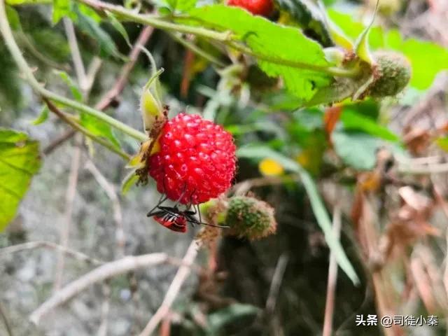 揭秘！小秦带来的无菌蝇蛆饲料秘密