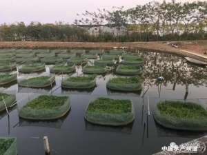 湖北黄鳝养殖(潜力巨大，人工饲料普及使得黄鳝养殖前景可期)