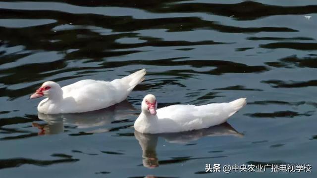 【农广天地】矮树上结出香甜的果、跨界才子养出善飞的鸭