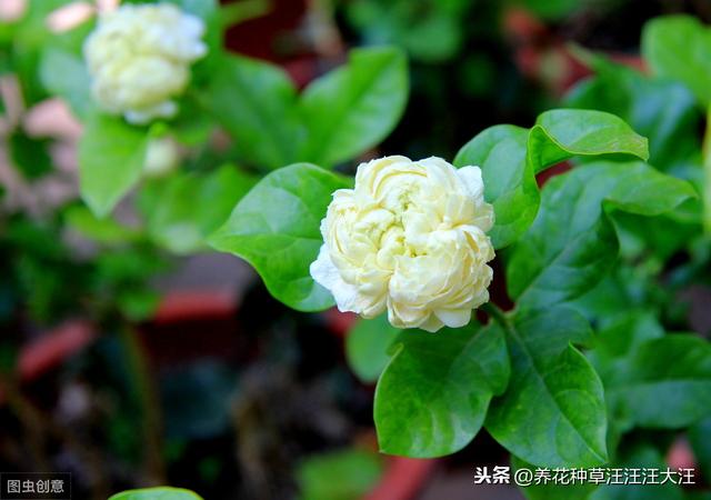 铁锈水浇灌茉莉花，有什么效果和后果？养花请别“剑走偏锋”