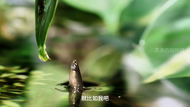 鸡遇鸡碍，花遇花败，雌鸟何时能掌控海棠？