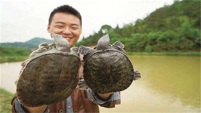 裴大叔说渔，教你学会鳖（甲鱼）的饲养管理