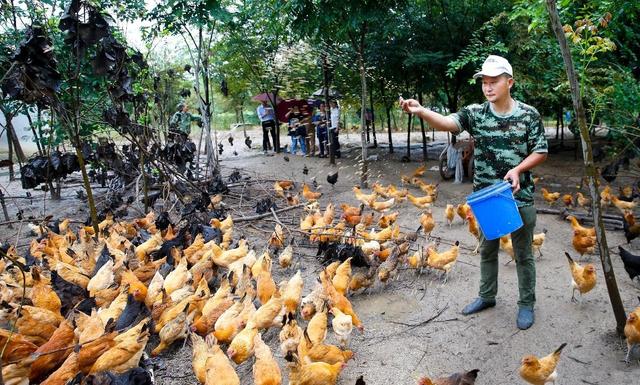 鸡拉白色稀粪是什么原因引起的？如何防治鸡拉稀的方法？