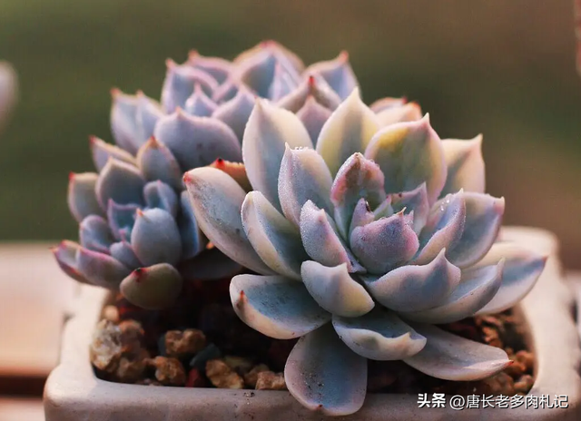 多肉鲁氏锦和皮氏锦，从前几大百，现在几块钱，只要喜欢就养得起