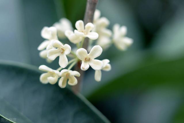 庭院桂花怎么养？教你5个种植方法，花开百朵满院香