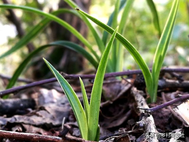 如何让兰花新芽不死？提高新苗成活率的关键，3怕3喜欢