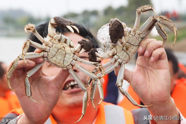 告别传统河蟹养殖方式，靠这4点，新技术高效养蟹