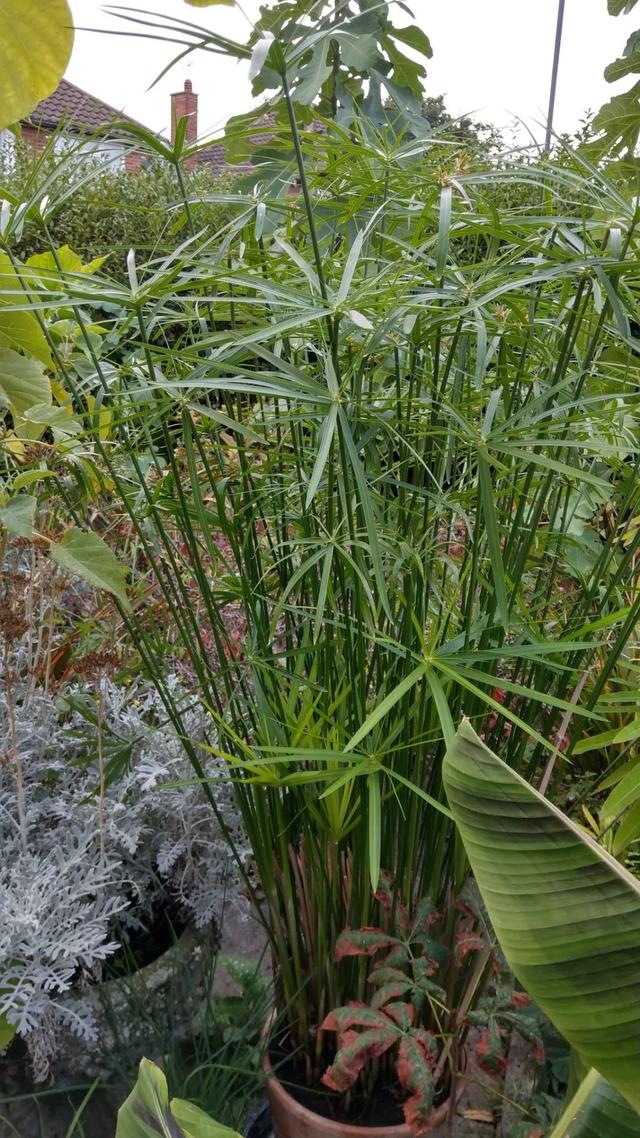 适合半水半土栽种的风车草和纸莎草，可以养室内，你喜欢哪种？