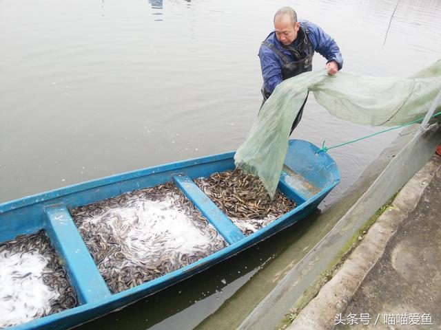 养泥鳅，一亩池塘投入多少钱？