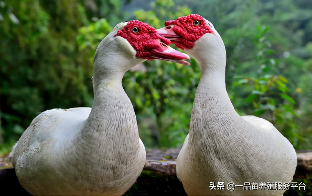 养殖番鸭常喂这两种“果”，公番鸭脸红得快，母番鸭下蛋多