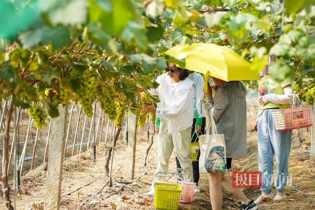 田园风光如诗画，武汉东西湖东山“城市农场”野趣足