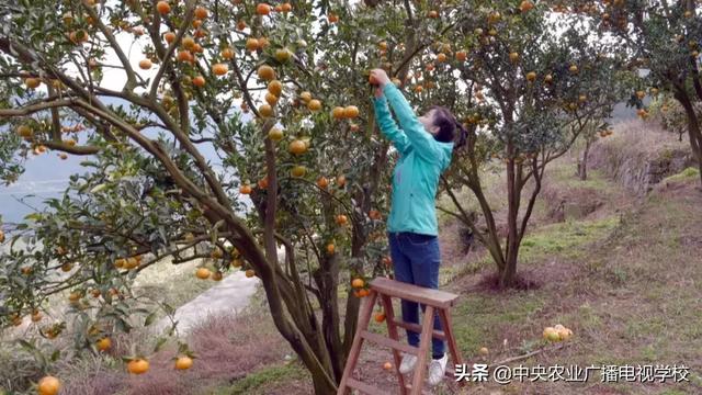 【农广天地】矮树上结出香甜的果、跨界才子养出善飞的鸭