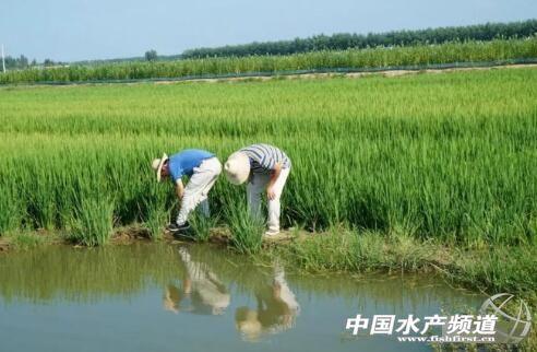 超级详细！如何改建稻田养殖小龙虾？