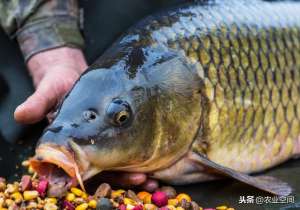 特色草鱼养殖(草鱼养殖的关键是什么？密度与模式，草鱼养殖密度与养殖模式探讨)