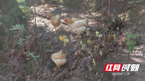 衡阳县：“飞鸡哥”让湘黄鸡飞出山窝变“名鸡”