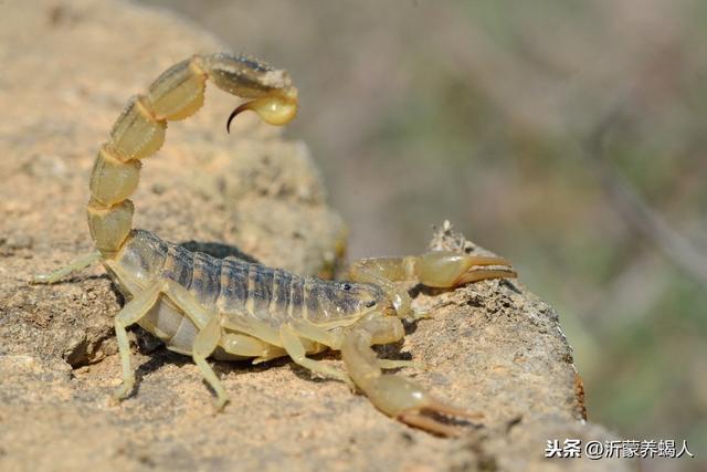 蝎子养殖场仿生养殖的常用饲料和种苗的繁育经验