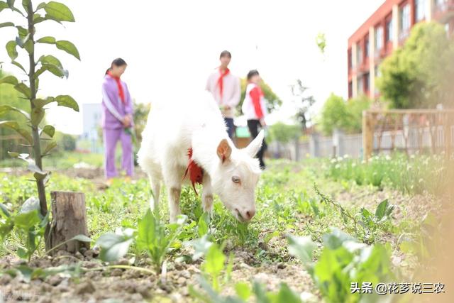 4个人合伙养羊，投资30万，3个月反目成仇散伙，他们做了些什么事