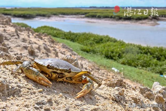 红树林+贻贝+青蟹=？